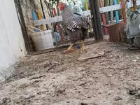 Chickens — foto 3