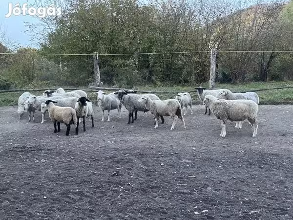 Beran, White Suffolk sheep