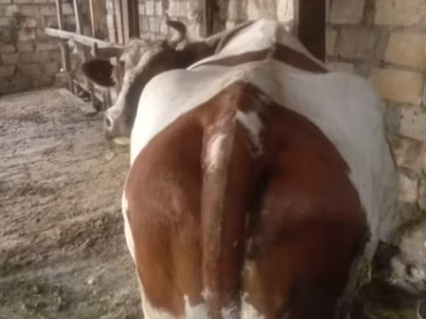 İnək, Simmental cattle — Azərbaycan