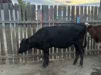 Kuh, Simmental cattle — Foto 4