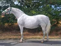 Mare, Lipizzaner — photo 1