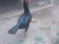 Chickens — photo 6