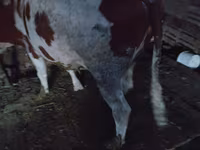 Cow, Simmental cattle — photo 1
