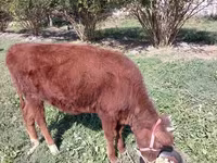 Cattle (batch, sex not specified), Cattle — photo 1