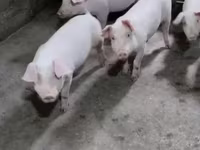 Säue, Schweine — Foto 1