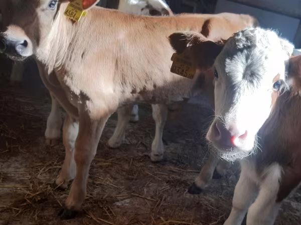 Rinder (Partie, Geschlecht nicht angegeben), Simmental cattle