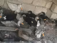 Ducks — photo 6