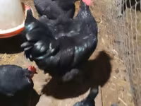 Australorp — photo 1