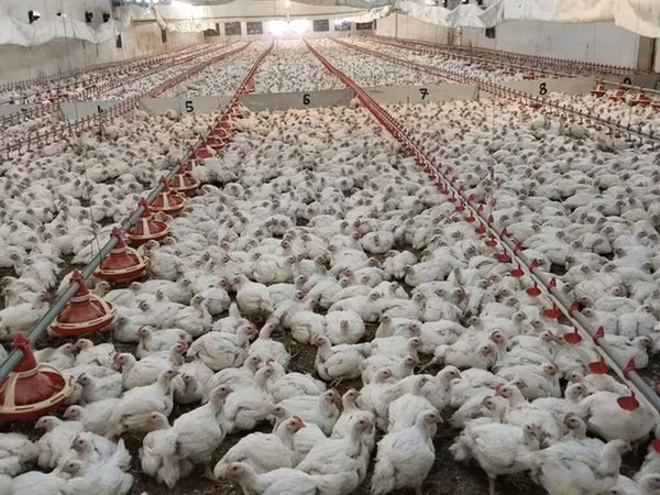 Chickens — Azerbaijan