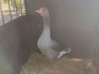 Geese — الصورة 1