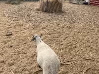Beran, Tsigai sheep — foto 3