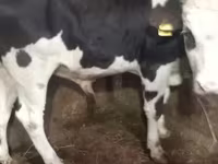 सांड, Russian Black pied cattle — फ़ोटो 1