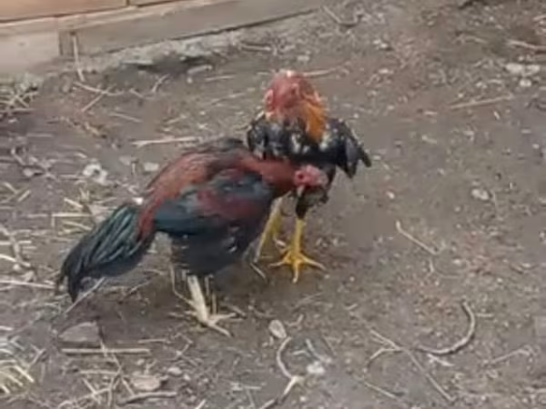 Chickens — Azərbaycan