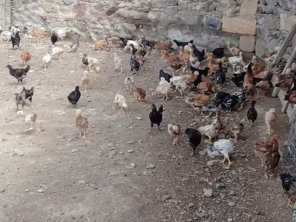 Chickens — Azerbaijan