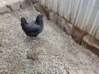 Chickens — Foto 5