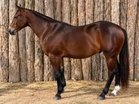 Cavalo, Quarter Horse — foto 1