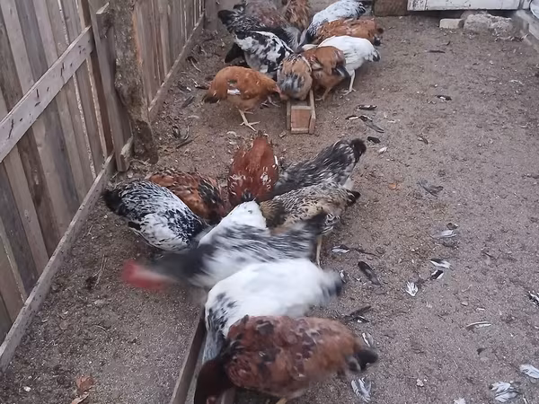 Chickens — Azərbaycan