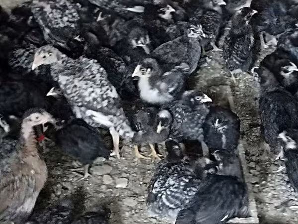 Avstraliya Pit Game quşu — Azərbaycan