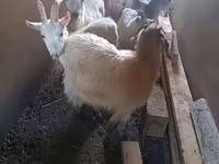 Dişi keçi, Saanen goat — foto 5