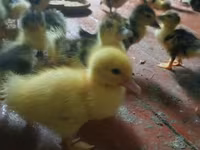 Ducks — photo 3