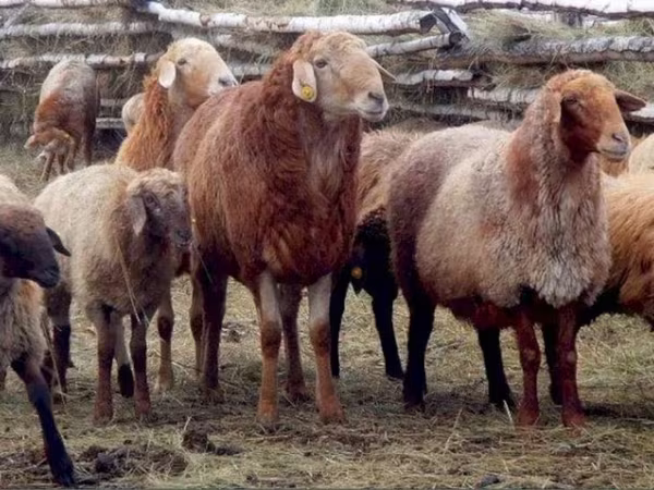 Ram, Sheep