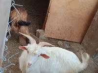 山羊（批次，未指定性别）, Goats — 照片 3