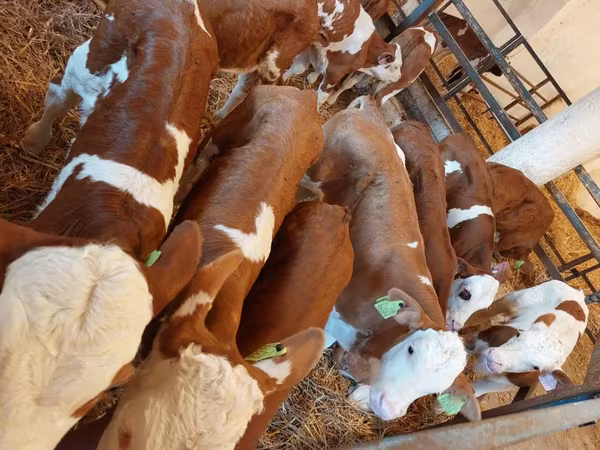 Toro, Simmental cattle