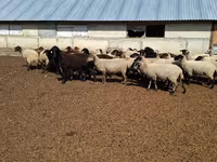 Schaf, White Suffolk sheep — Foto 1