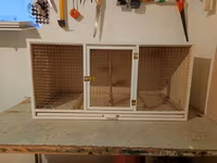 Papuqay,dovşan,hamster,şinşila,bildirçin,cücə,xamyak,pişik,quş,tısbağa — Foto 1