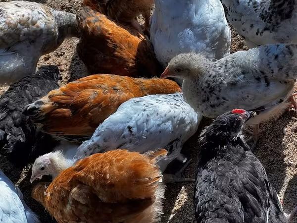 Chickens