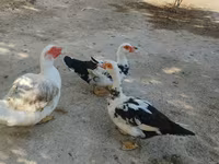 家养麝香鸭 — 照片 4