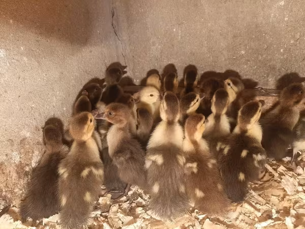 Ducks — Azerbaijan
