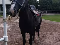 Koń, Friesian sport horse — zdjęcie 3