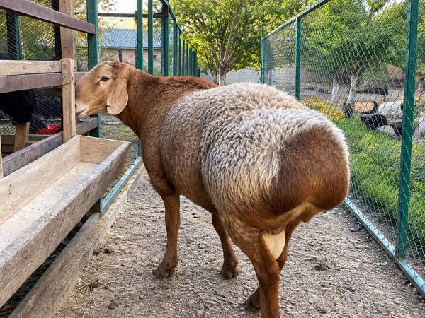 Widder, Arashan sheep