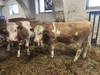 Bull, Simmental cattle — photo 2