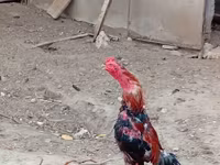 Chickens — photo 1