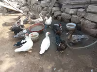 Ducks — الصورة 1