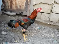 Chickens — foto 5