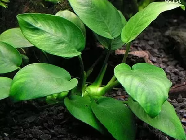 Anubias nana 1000