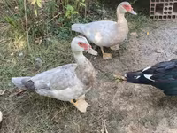 Ducks — 照片 2