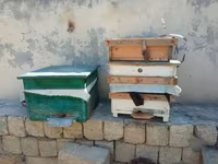 Arıçılıq üçün taxta arı yeşikləri və inventarı Məhsul təsviri: - — foto 3