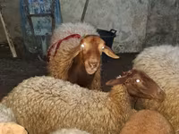 Ram, Sheep — photo 4