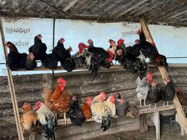 Chickens — Azerbaijan