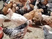 Chickens — foto 4