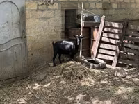 Dişi keçi, Murcia-Granada goats — foto 5