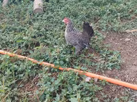 Chickens — photo 6