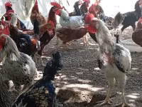 Chickens — फ़ोटो 2