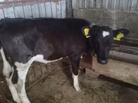 İnək, Russian Black pied cattle — foto 4