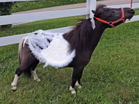 Madyan, Miniature horse — foto 2