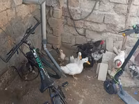 Chickens — photo 3